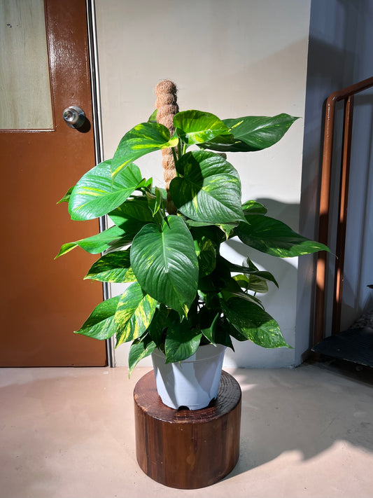 Golden Pothos (Epipremnum Aureum) in White Ceramic Pot