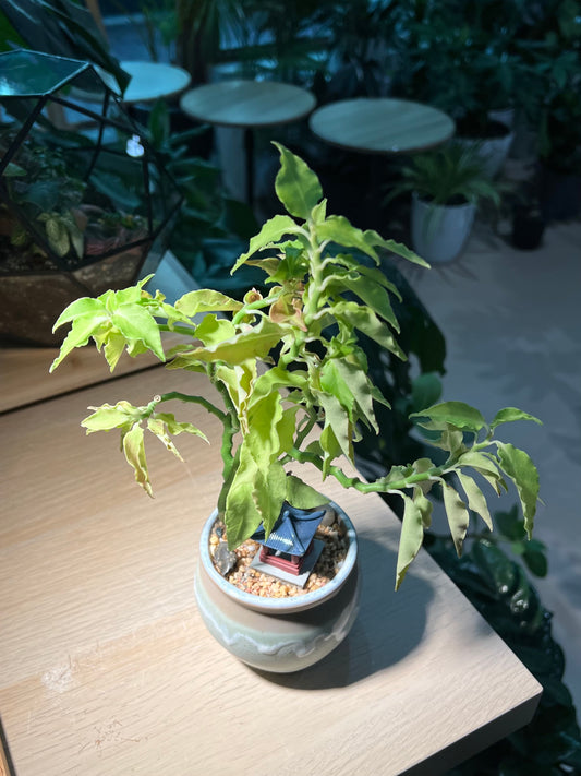 Euphorbia Tithymaloides in Ceramic Pot