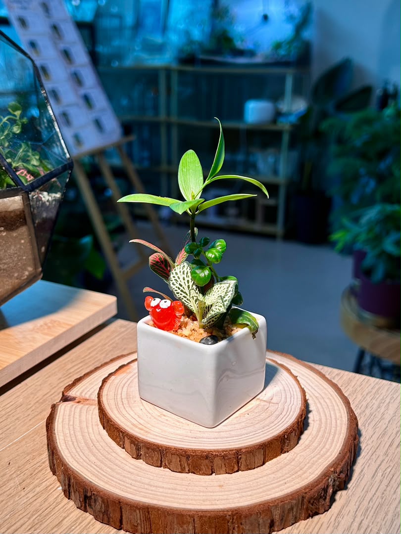 Fittonia & Nageia Nagi Arrangement (网纹草与竹柏) in White Square Ceramic Pot