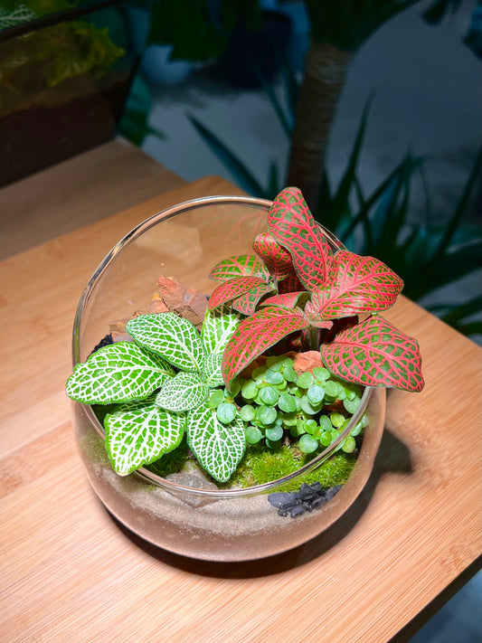 Fittonia and Pilea Depressa with Moss Arrangement in Slanted Glass