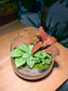 Fittonia and Pilea Depressa with Moss Arrangement in Slanted Glass