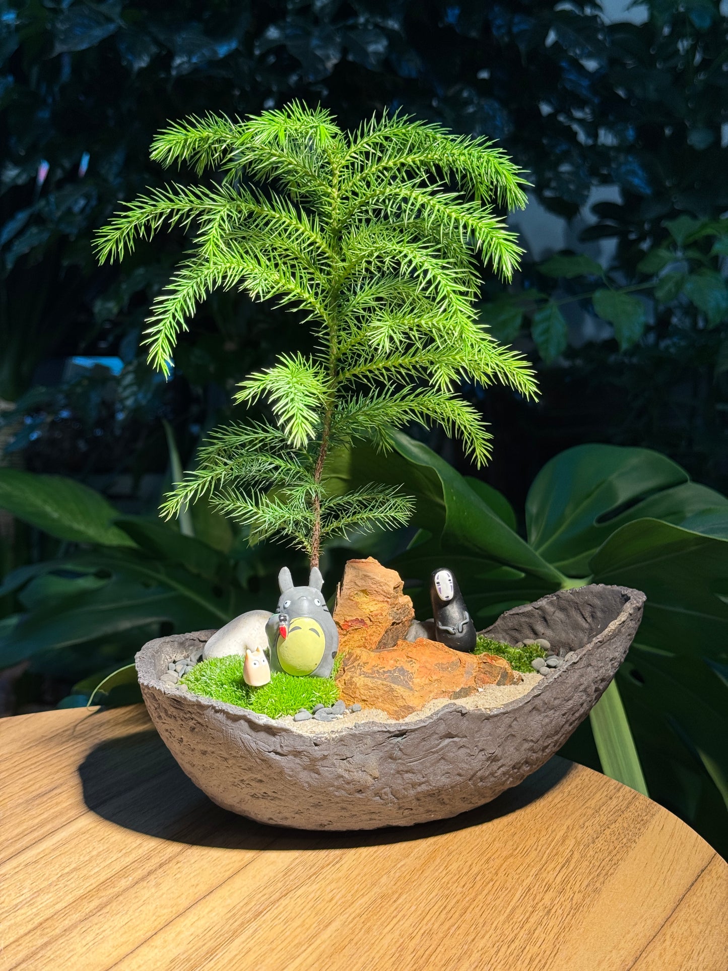 Totoro Lover: Norfolk Island Pine in Zen Bonsai Pot