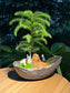 Totoro Lover: Norfolk Island Pine in Zen Bonsai Pot