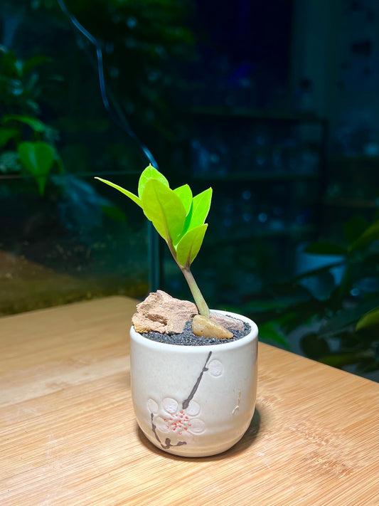 ZZ Plant in Small Flower Designed Ceramic Pot