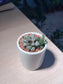 Haworthia Emelyae in Tall Cylindrical Pot