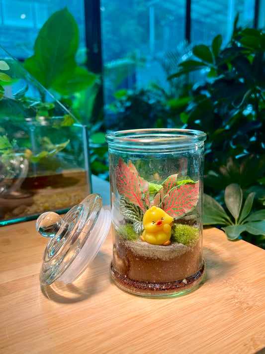 Valentine Closed Terrarium Workshop (Beginner)