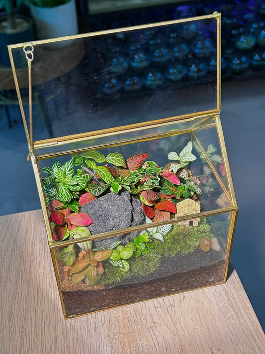 Indoor Plant Arrangement Pumila & Fittonia (θθ & η½ηΊΉθ) in Golden Frame Glasshouse