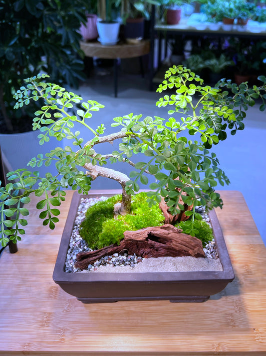 Pistacia Weinmannifolia (清香木) Bonsai with Moss Arrangement in Elegant Zen Style Ceramic Pot