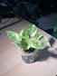 Pothos Njoy (綠羅) in Water Based Cylindrical Glass
