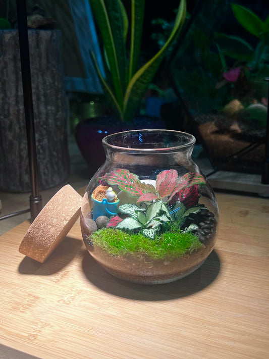 Fittonia with Moss Arrangement in Round Covered Glass (S)