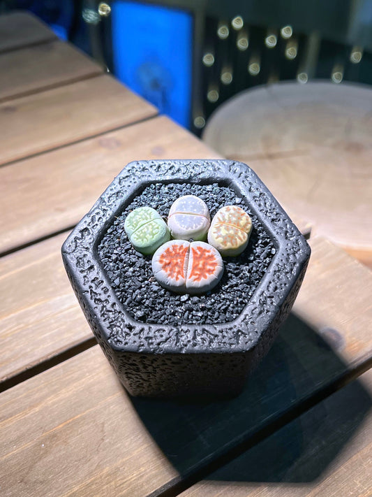 Lithops Paw in Black Concrete Pot