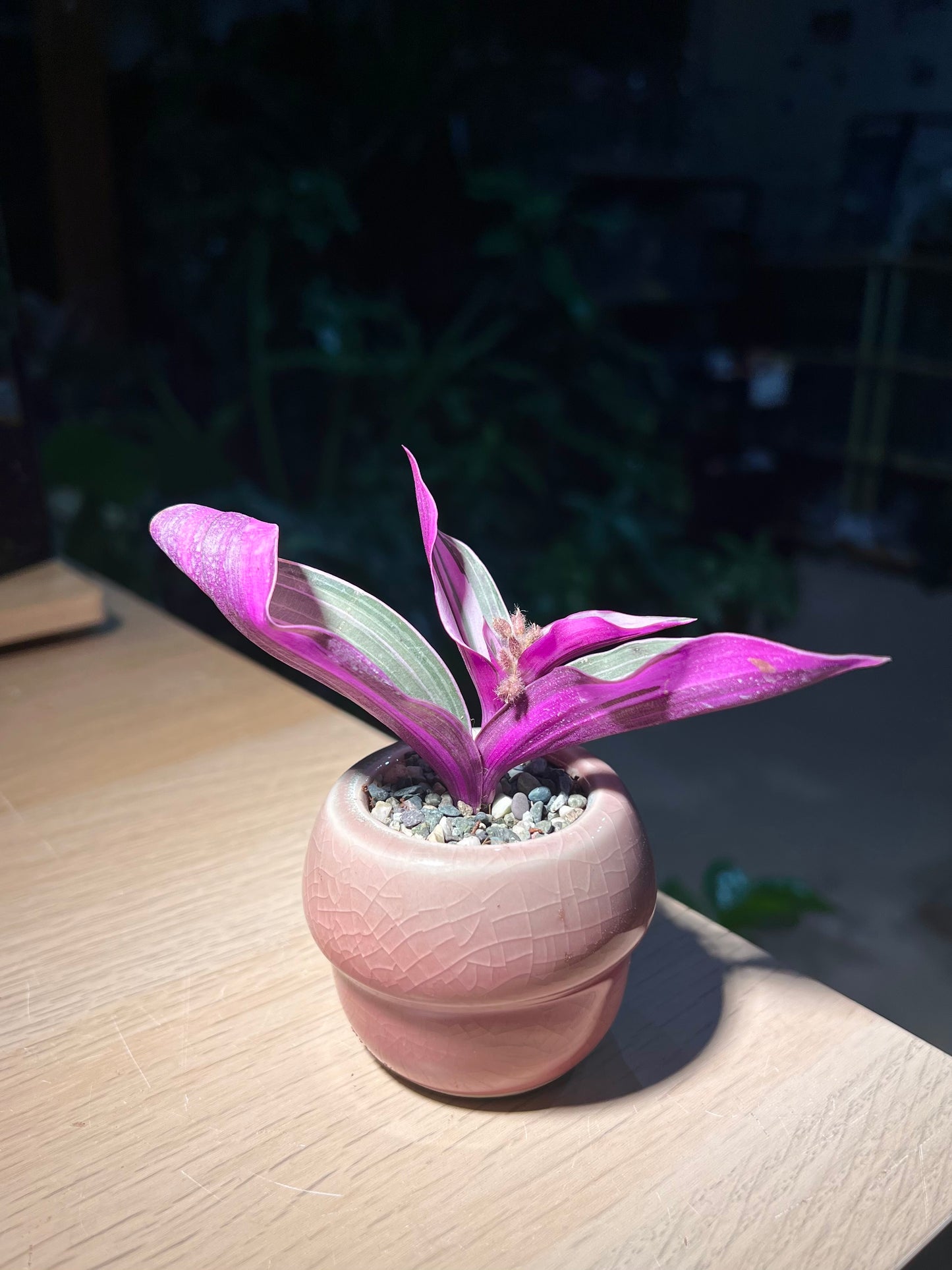 Tradescantia Nanouk in Mushroom Pot
