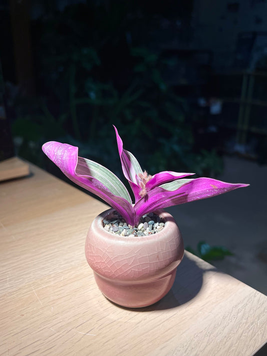 Tradescantia Nanouk in Mushroom Pot