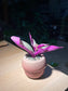 Tradescantia Nanouk in Mushroom Pot