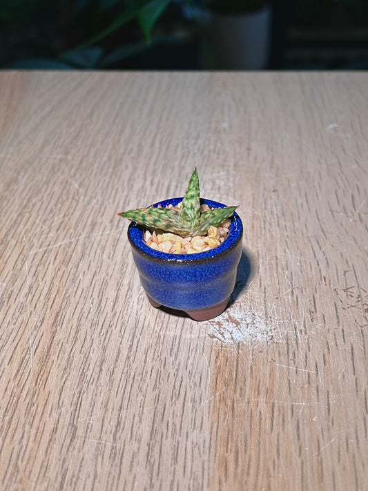 Tiger Tooth Aloe (θηθ¦θ) Harworthia in Glazed Ceramic Pot