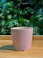 Designer Colorful Pot