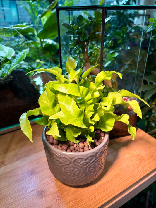 Asplenium Scolopendrium in Charming Pot