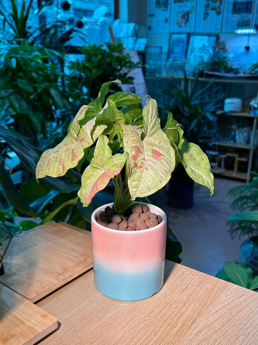 Pink Splash Arrowhead Plant (η²ηΊ’ζ³Όε’¨εζθ) Syngonium Podophyllum in Gradient Glazed Pot