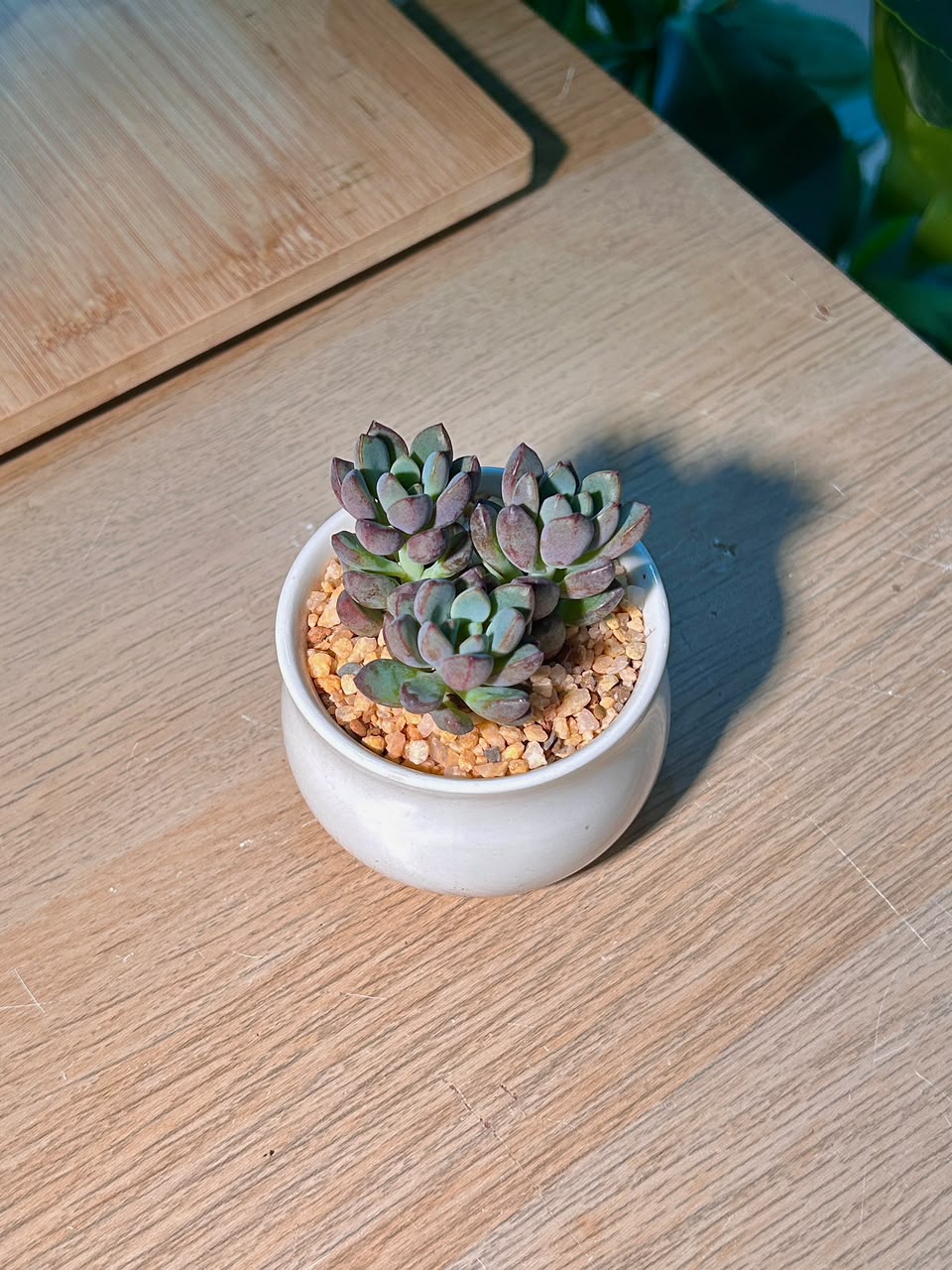 Purple Dream (多肉紫梦) Graptoveria in Glazed Ceramic Pot