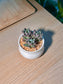 Purple Dream (多肉紫梦) Graptoveria in Glazed Ceramic Pot