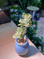 Pedilanthus Tithymaloides in Sky Blue Ceramic Pot