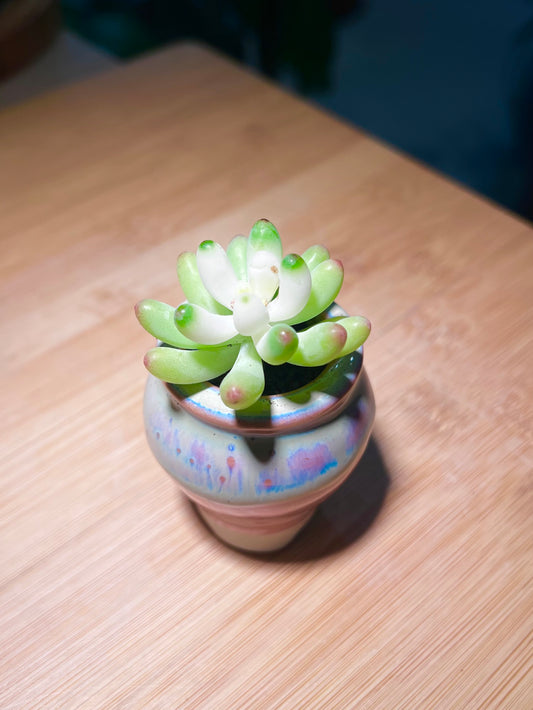 Sedum Pachyphyllum in Bicolor Ceramic Pot