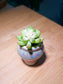 Sedum Pachyphyllum in Bicolor Ceramic Pot