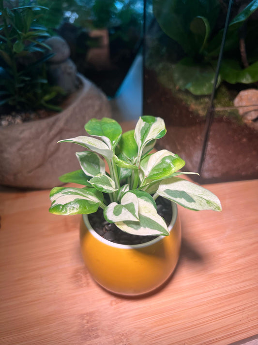 Golden Pothos in Yellow Ceramic Pot