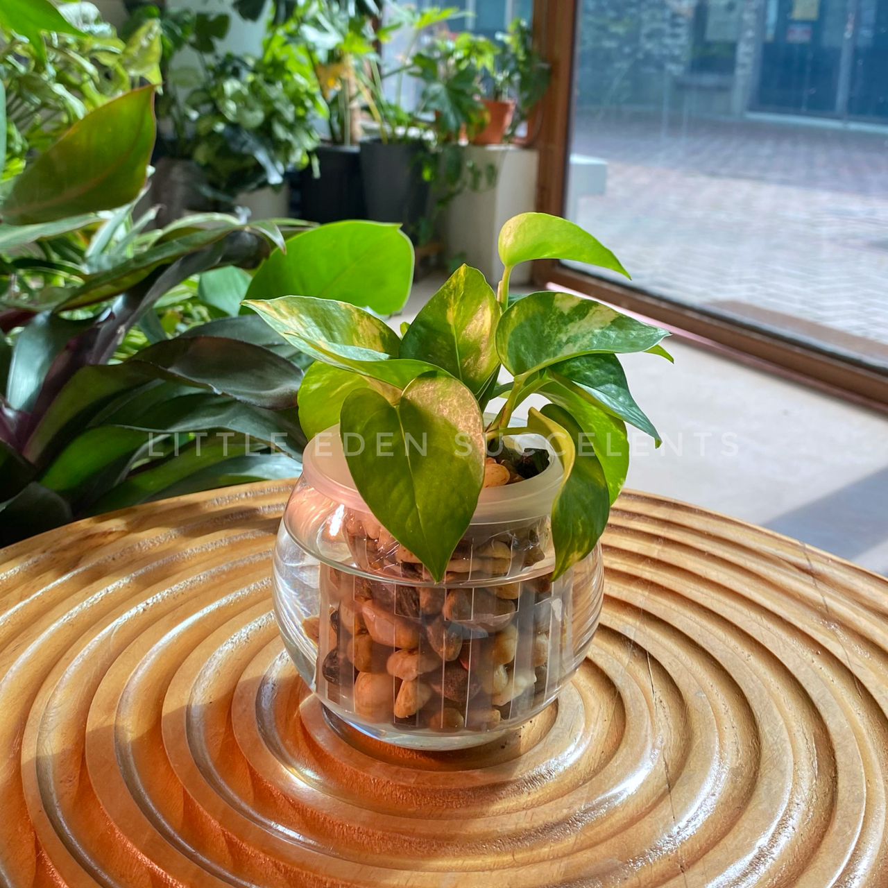 Pothos Njoy in Fishbowl Glass