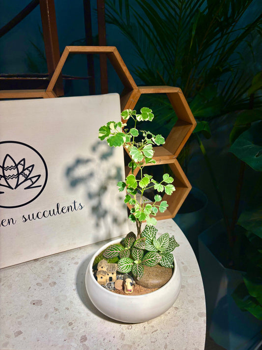 Fittonia & Polyscias Guifoylei Arrangement in White Pot 🤍