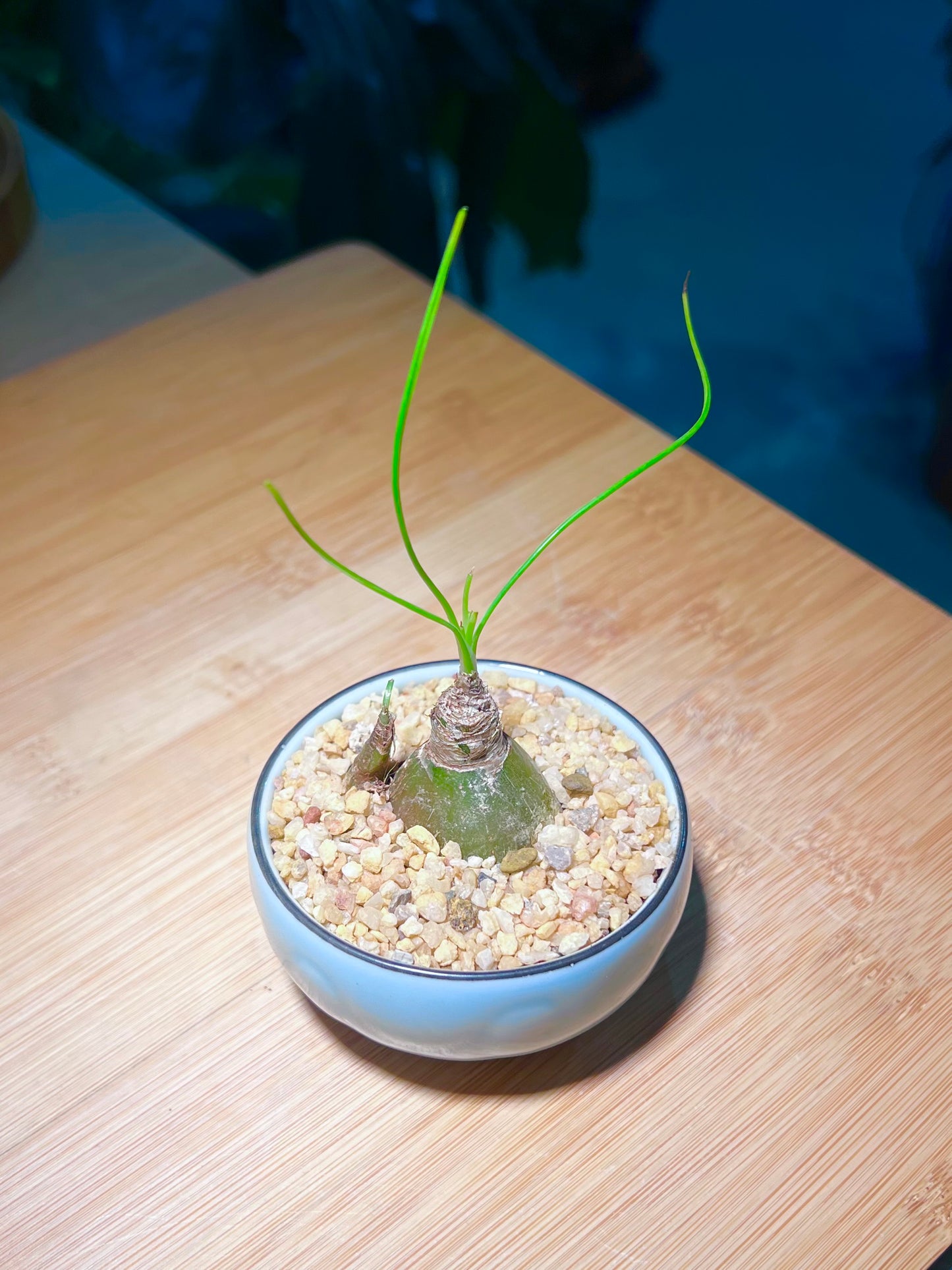 Albuca Humilis in Sky Blue Ceramic Pot