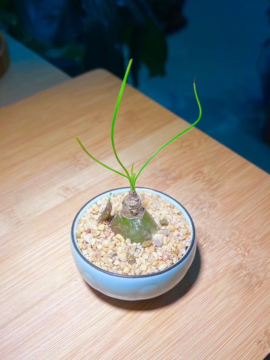Albuca Humilis in Sky Blue Ceramic Pot