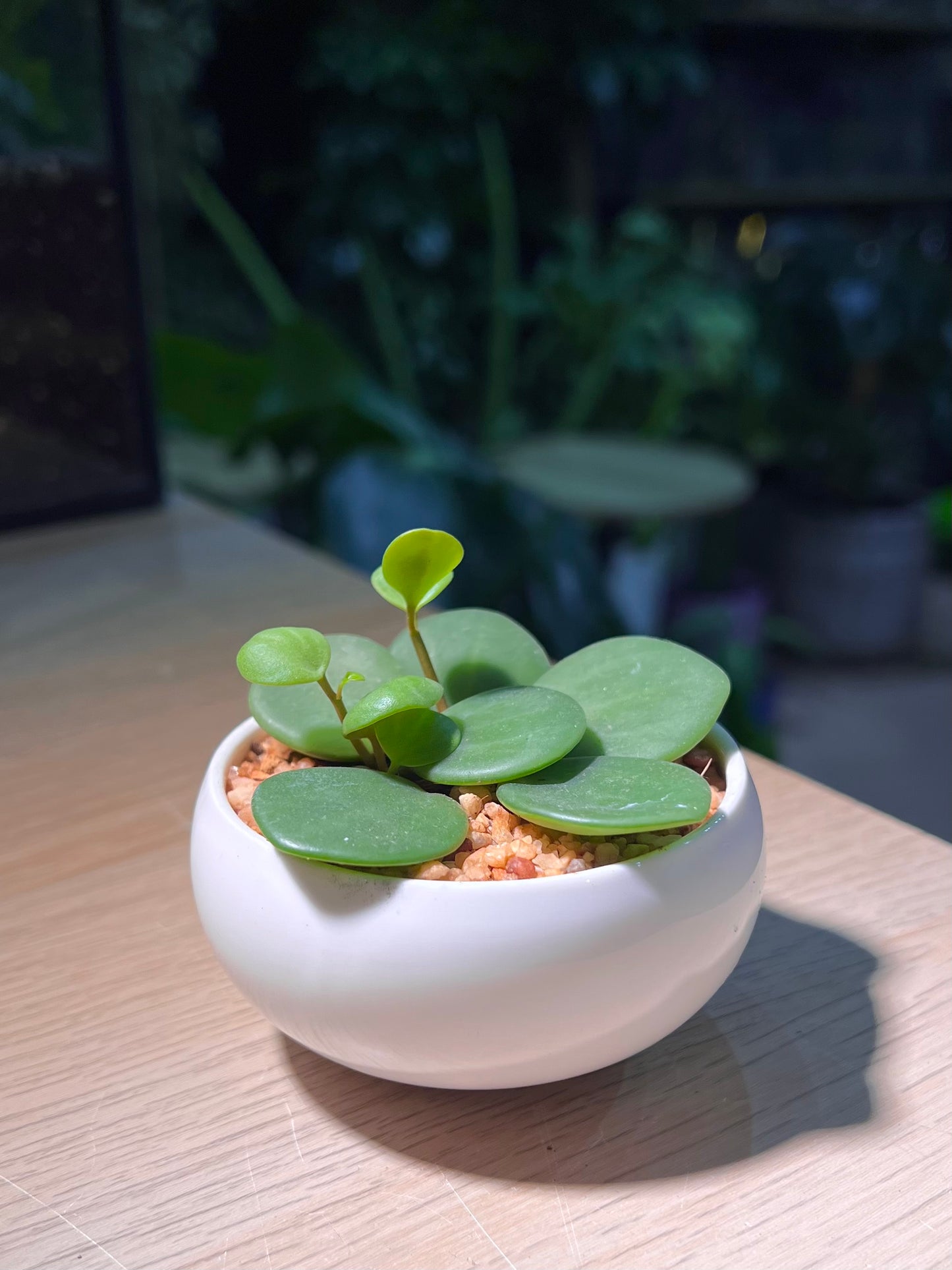 Peperomia Hope in Small Round Ceramic Pot