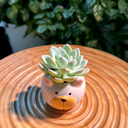 Echeveria Collection in Bear Ceramic Pot