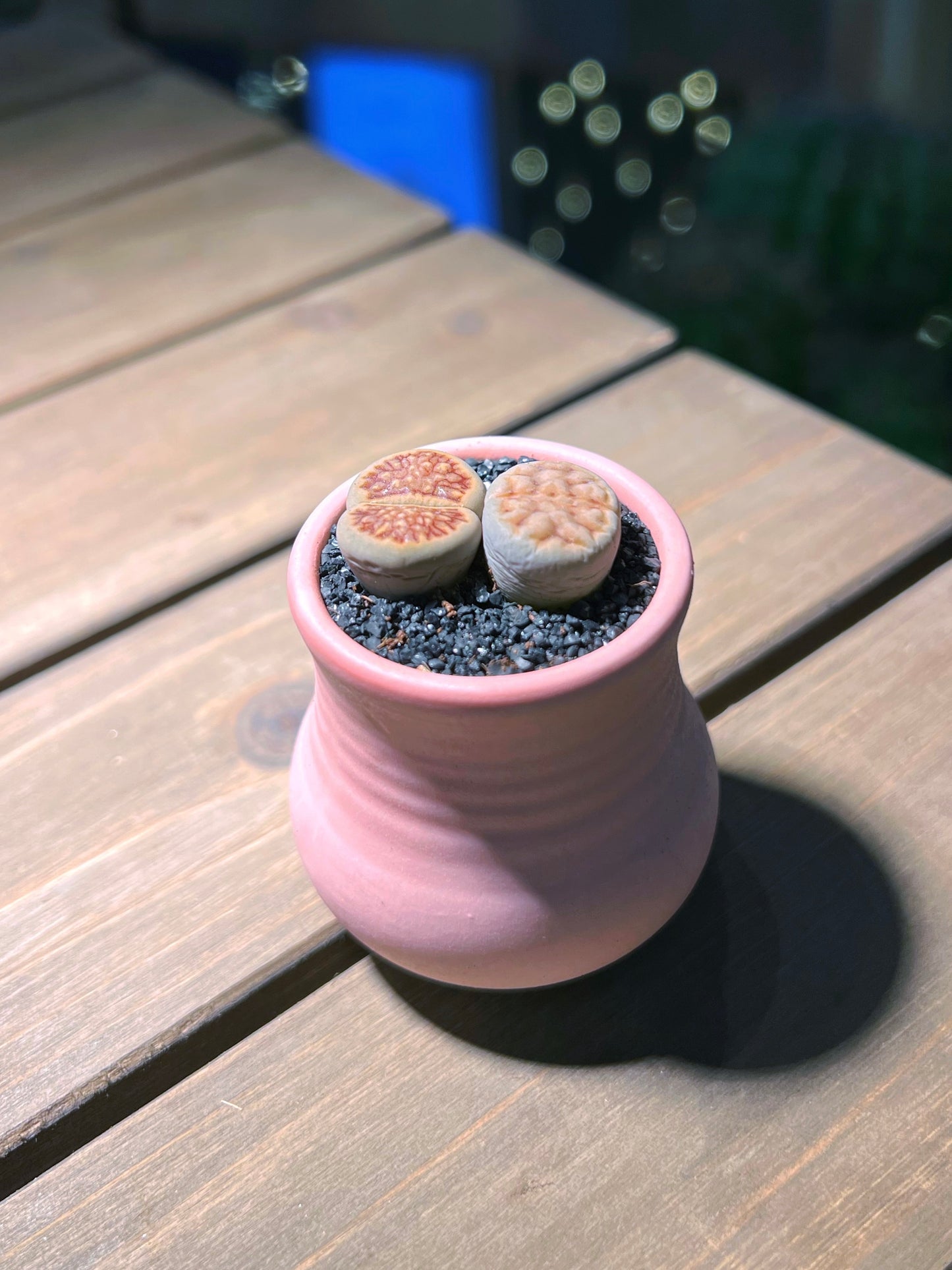 Lithops in Finger Ceramic Pot