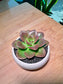 Echeveria in White Ceramic Pot