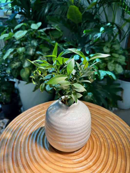 Podocarpus Nagi in White Designer Pot