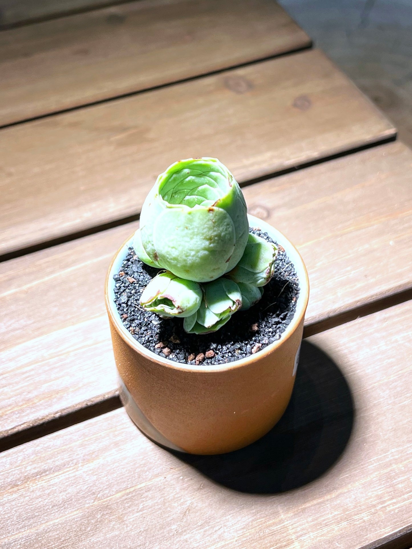 Mountain Rose in Creative Light Brown Pot