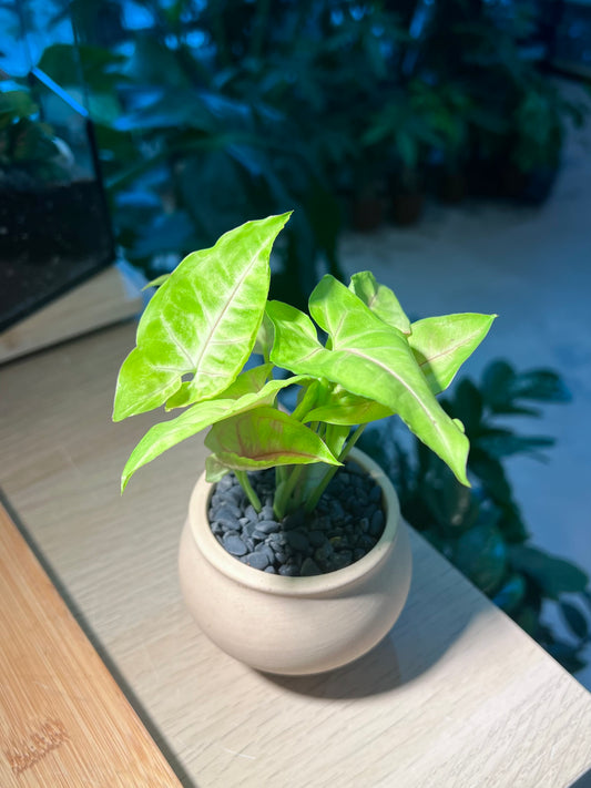 Syngonium in Light Brown Ceramic Pot