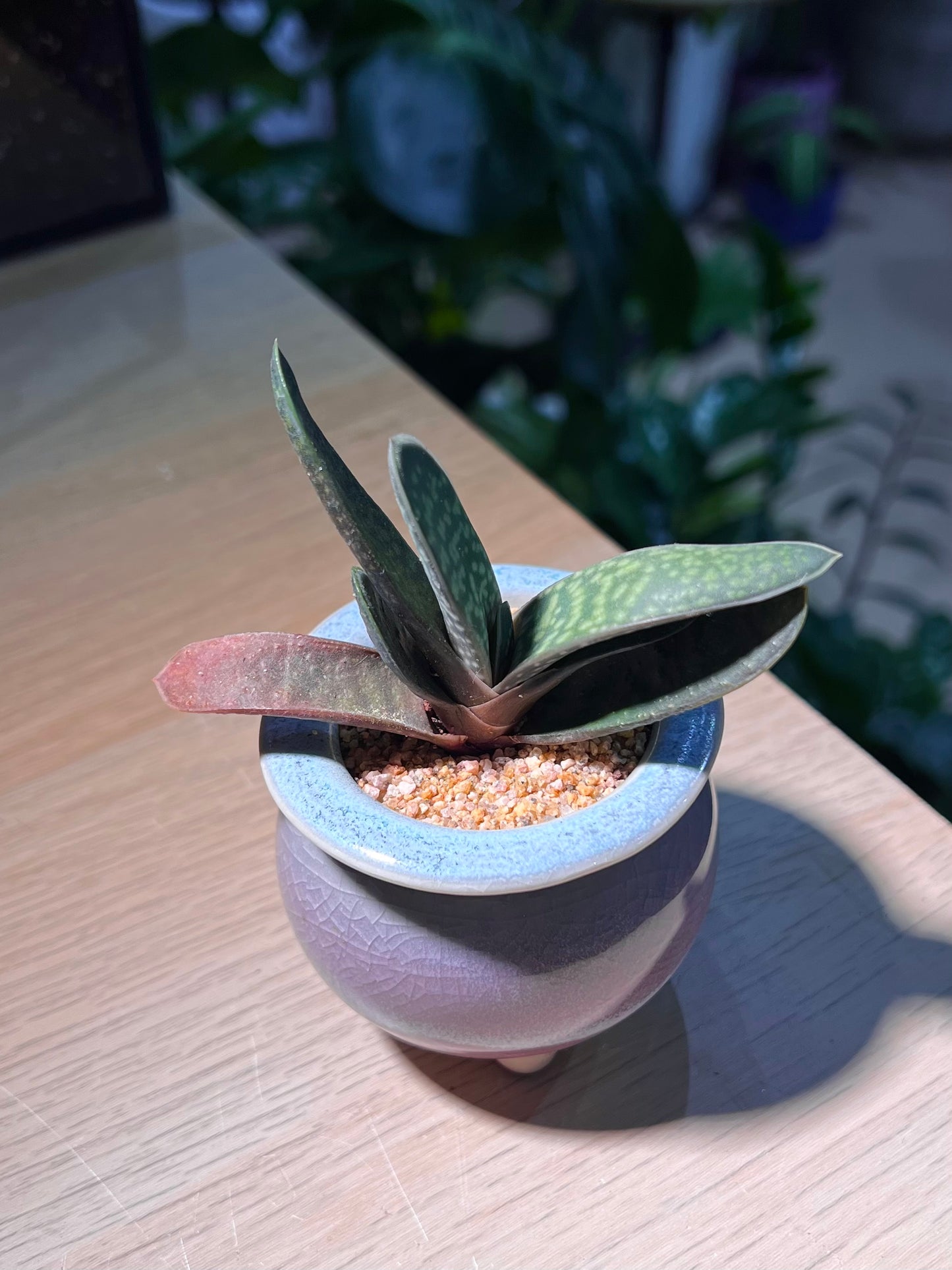 Variegated Gasteria in Decorative Ceramic Pot