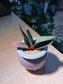 Variegated Gasteria in Decorative Ceramic Pot