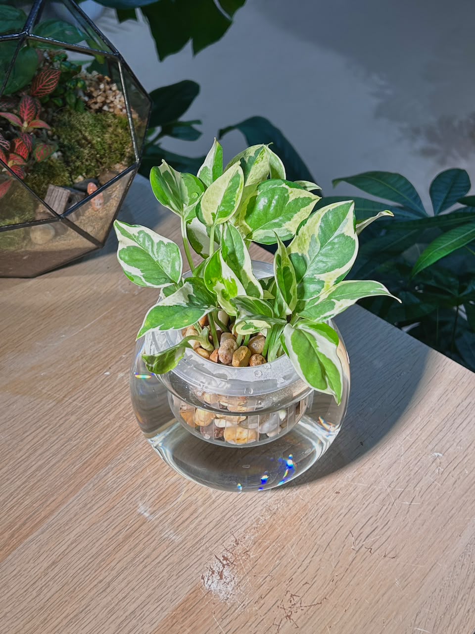 Pothos Njoy (喜悦黄金葛) Epipremnum Aureum ‘N’Joy’ in Water Based Fishbowl Glass