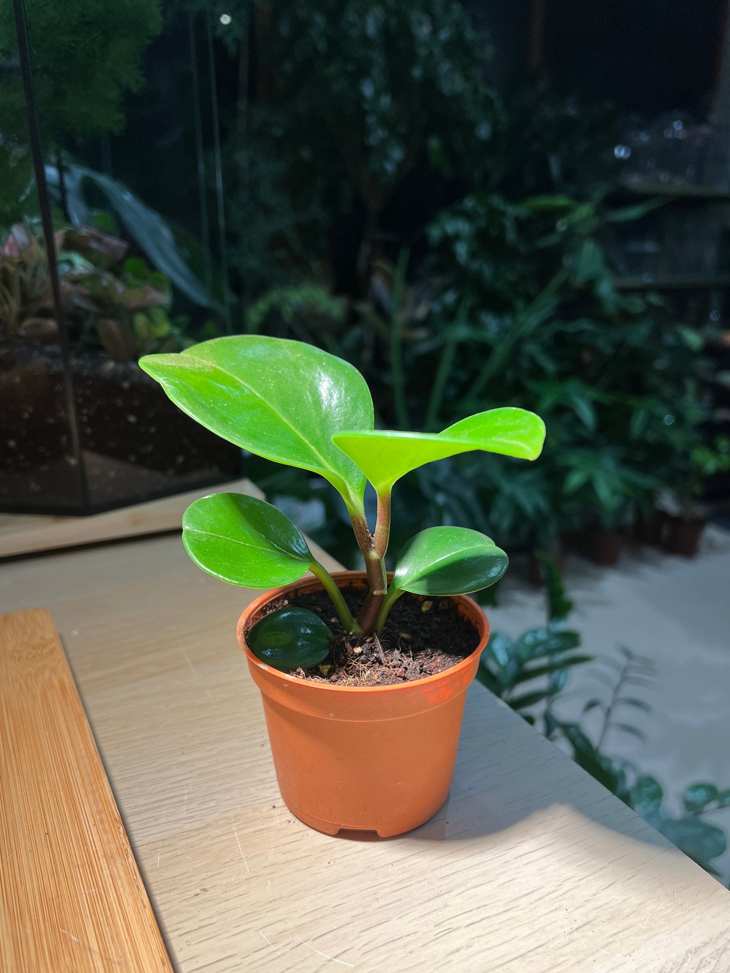 Plastic Pot - Peperomia Obtusifolia