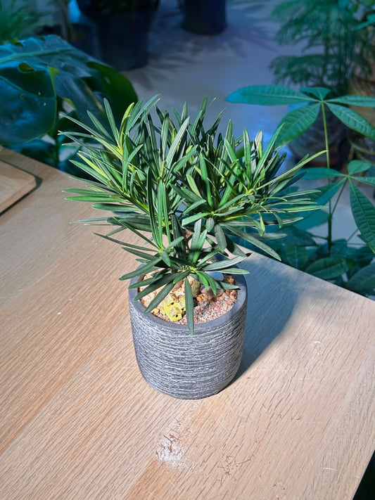 Buddhist Pine (η½ζ±ζΎ) Podocarpus Macrophyllus in Grey Texture Ceramic Pot