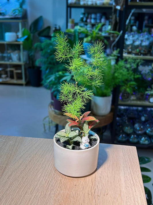 Indoor Plant Arrangement Foxtail Fern & Fittonia (ηε°Ύε¬& η½ηΊΉθ) in White Glazed Ceramic Pot