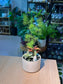 Indoor Plant Arrangement Foxtail Fern & Fittonia (狐尾冬& 网纹草) in White Glazed Ceramic Pot