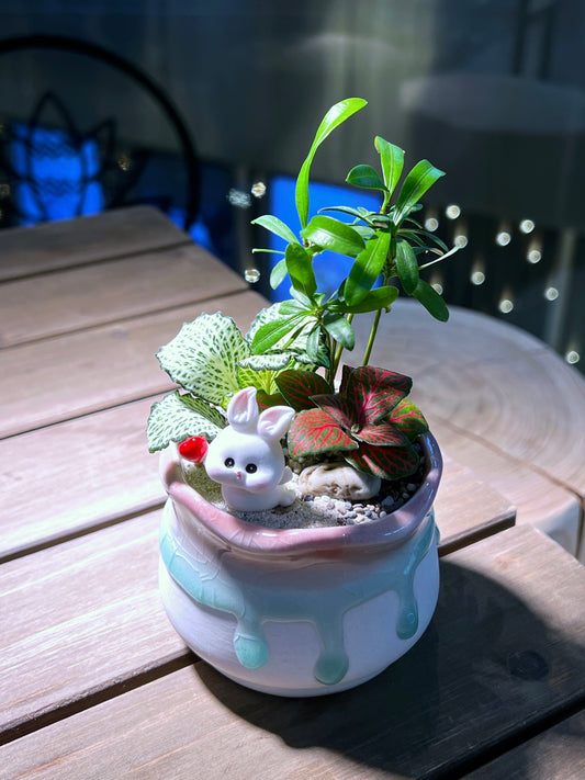 Fittonia & Podocarpus macrophyllus Arrangement in Tricolor Round Ceramic Pot