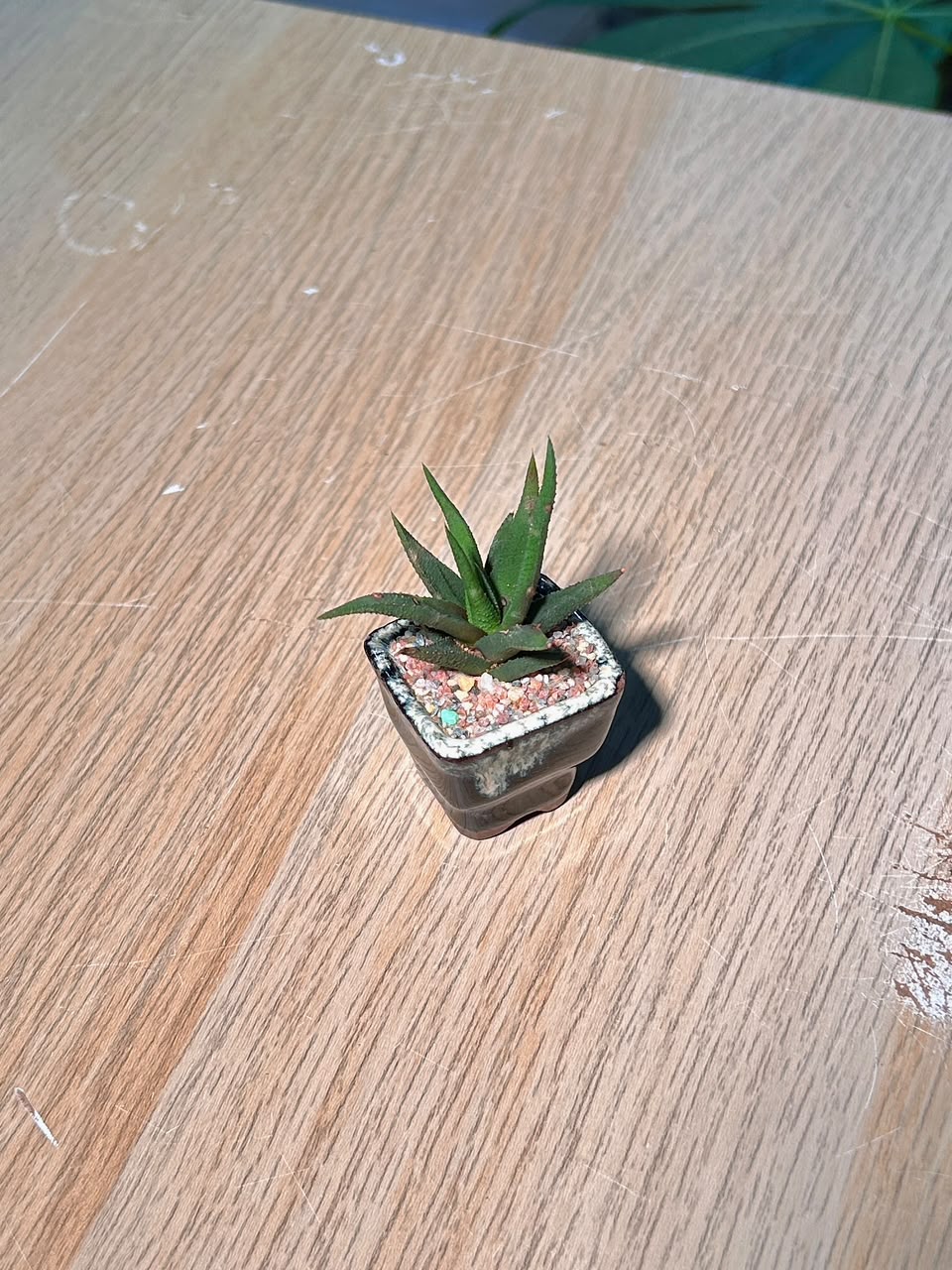 Smooth Haworthia (点纹十二卷) Haworthia Glabrata in Grey Glazed Ceramic Pot