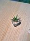 Smooth Haworthia (点纹十二卷) Haworthia Glabrata in Grey Glazed Ceramic Pot