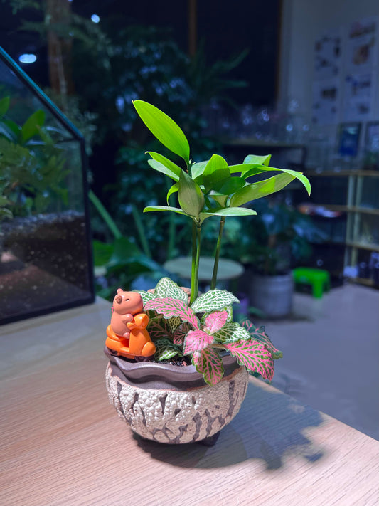 Fittonia and Nageia Nagi Arrangement with Capybara Figurine